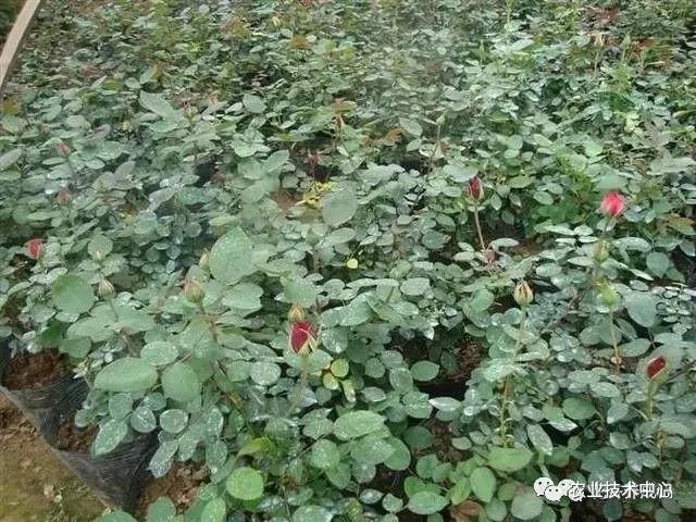 玫瑰花的的种植技术_玫瑰种植方案_玫瑰种植花技术视频