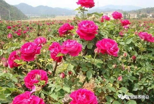 玫瑰种植花技术视频_玫瑰花的的种植技术_玫瑰种植方案