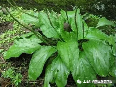 每天学一味中草药——车前草(彩图)