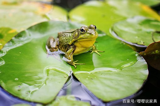 养殖青蛙 不允许 致富经_养殖青蛙 不允许 致富经_养殖青蛙 不允许 致富经