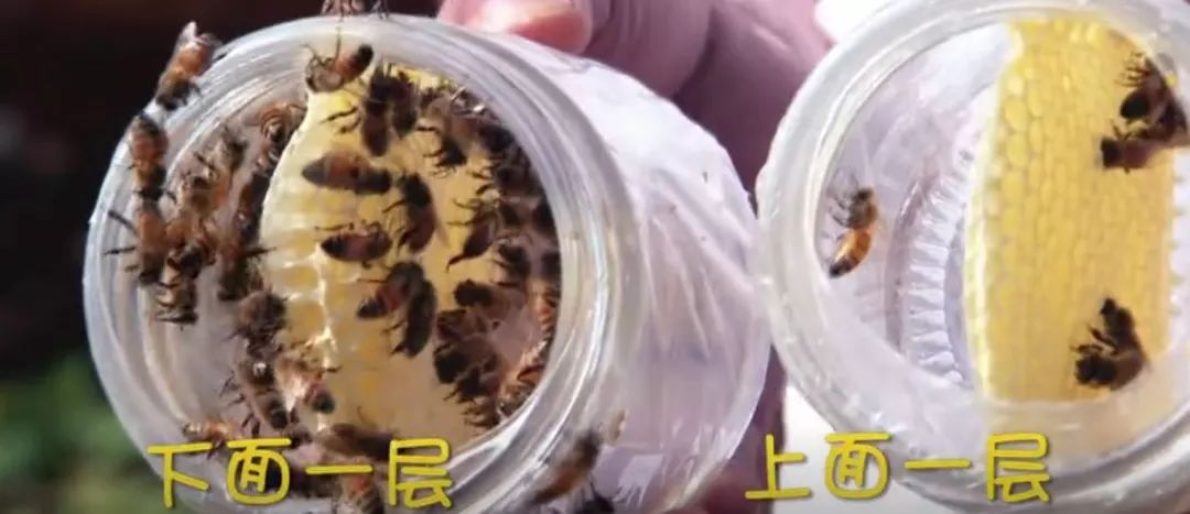 如何让蜂蜜卖出更高价？请借助神器摘蓝莓！|致富小课堂