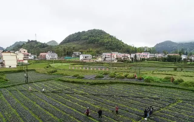 白芨种植成产业，长顺思京村脱贫致富有“良方”