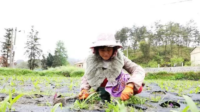 致富种植薤白怎么样_薤白种植技术_薤白种植致富