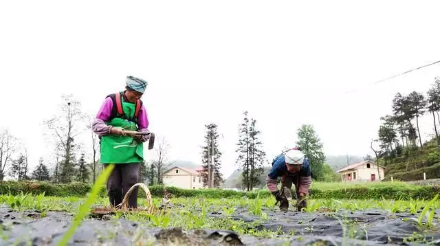 薤白种植技术_致富种植薤白怎么样_薤白种植致富