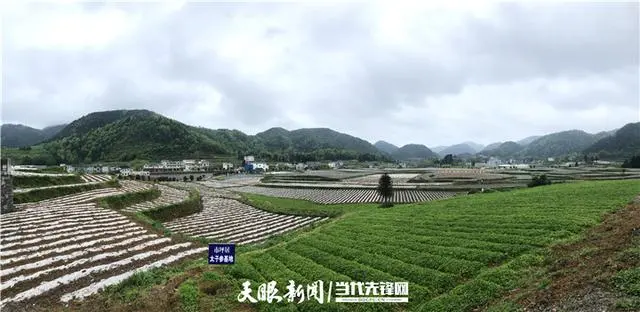 正安县市坪乡：白芨种植成产业 脱贫致富有“良方”