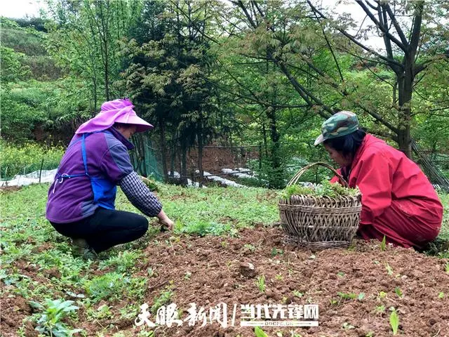 致富种植薤白怎么样_薤白种植致富_薤白种植