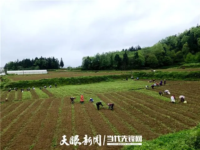 薤白种植_薤白种植致富_致富种植薤白怎么样