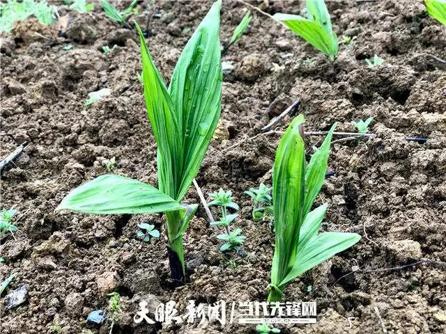 薤白种植_薤白种植致富_致富种植薤白怎么样