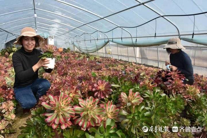 致富经创业项目农村种植_致富种植创业项目_菏泽大学生种植致富