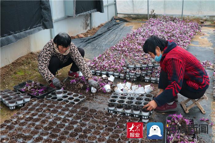 致富经创业项目农村种植_菏泽大学生种植致富_种植致富案例