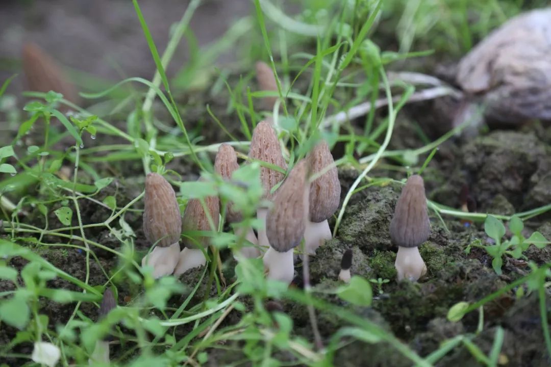 致富经种植牛肚菌_菌致富种植牛肚好吗_菌致富种植牛肚可以吗