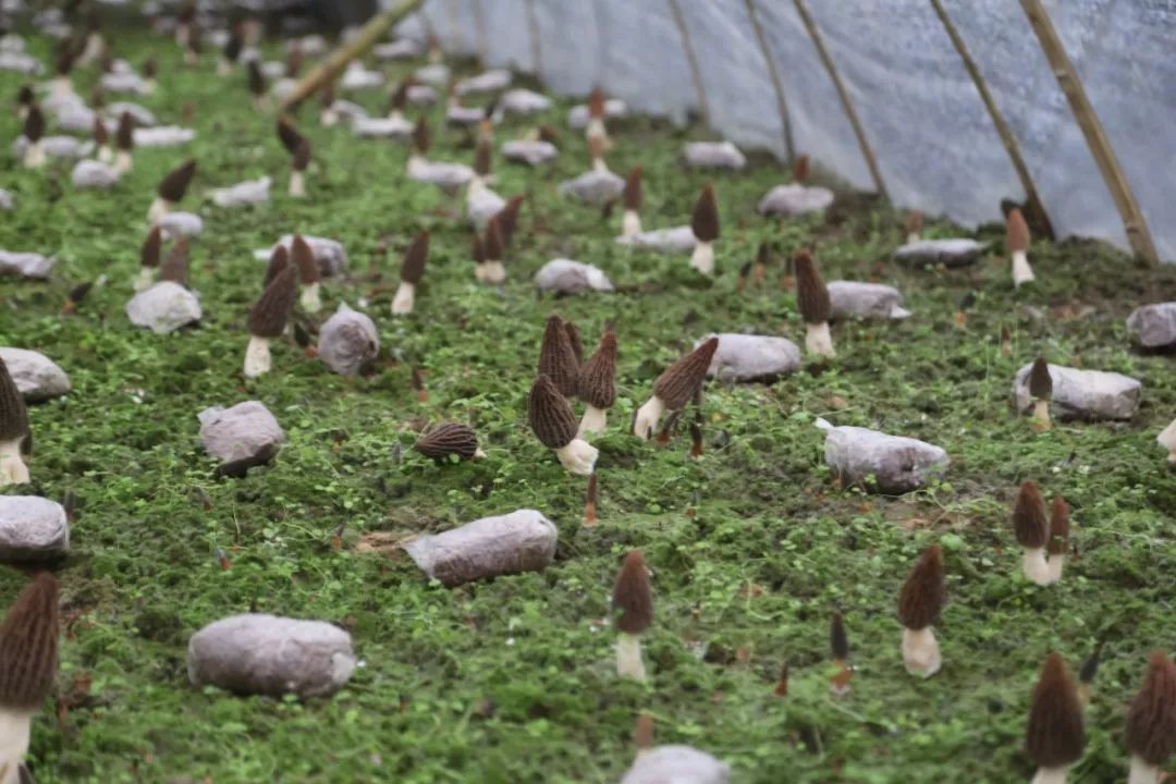 菌致富种植牛肚好吗_菌致富种植牛肚可以吗_致富经种植牛肚菌