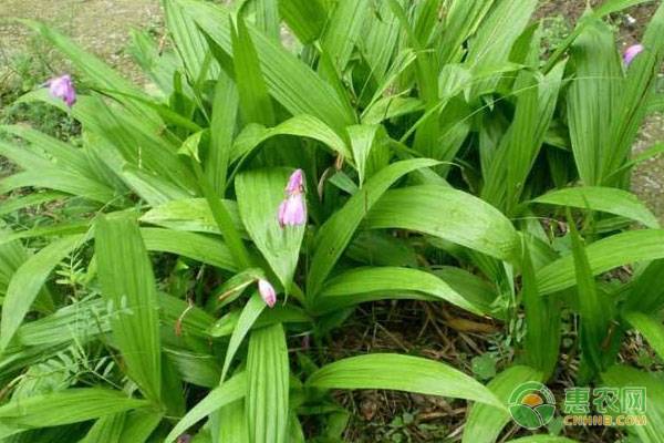 致富种植薤白种子_薤白种植技术_薤白种植致富