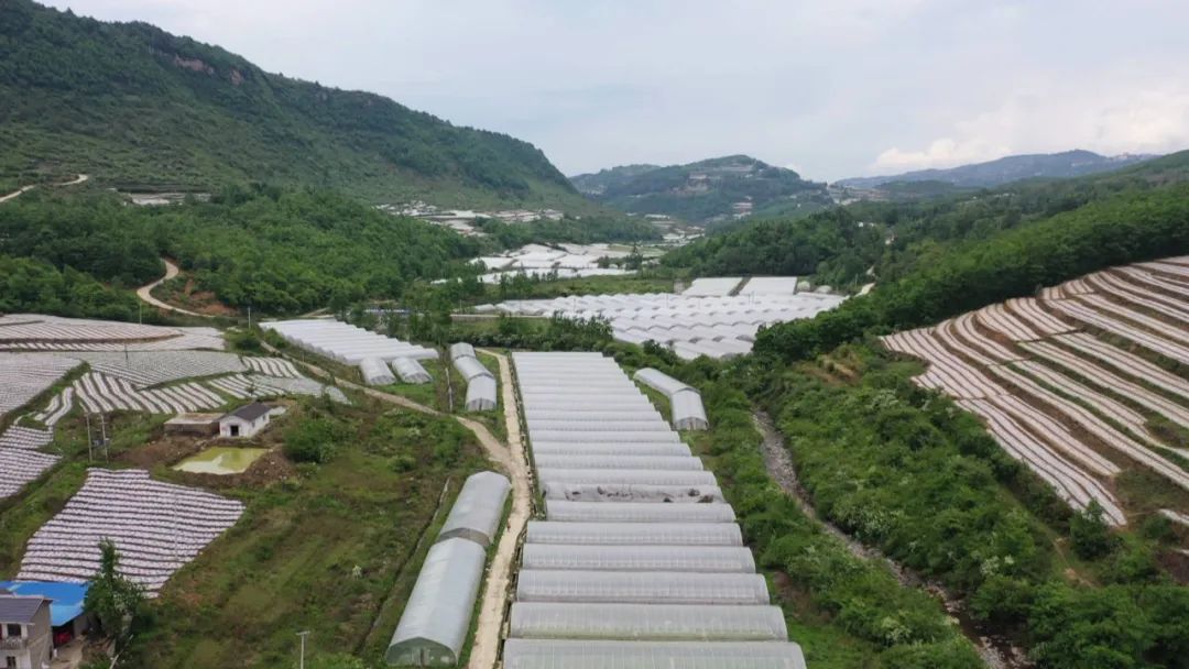 宁县种植致富果_农村种植果树致富好项目_果农致富