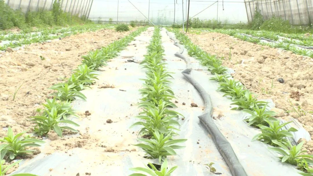 果农致富_宁县种植致富果_农村种植果树致富好项目