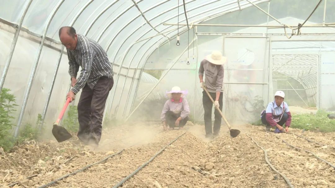 宁县种植致富果_果农致富_农村种植果树致富好项目