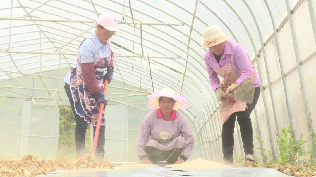 农村种植果树致富好项目_果农致富_宁县种植致富果