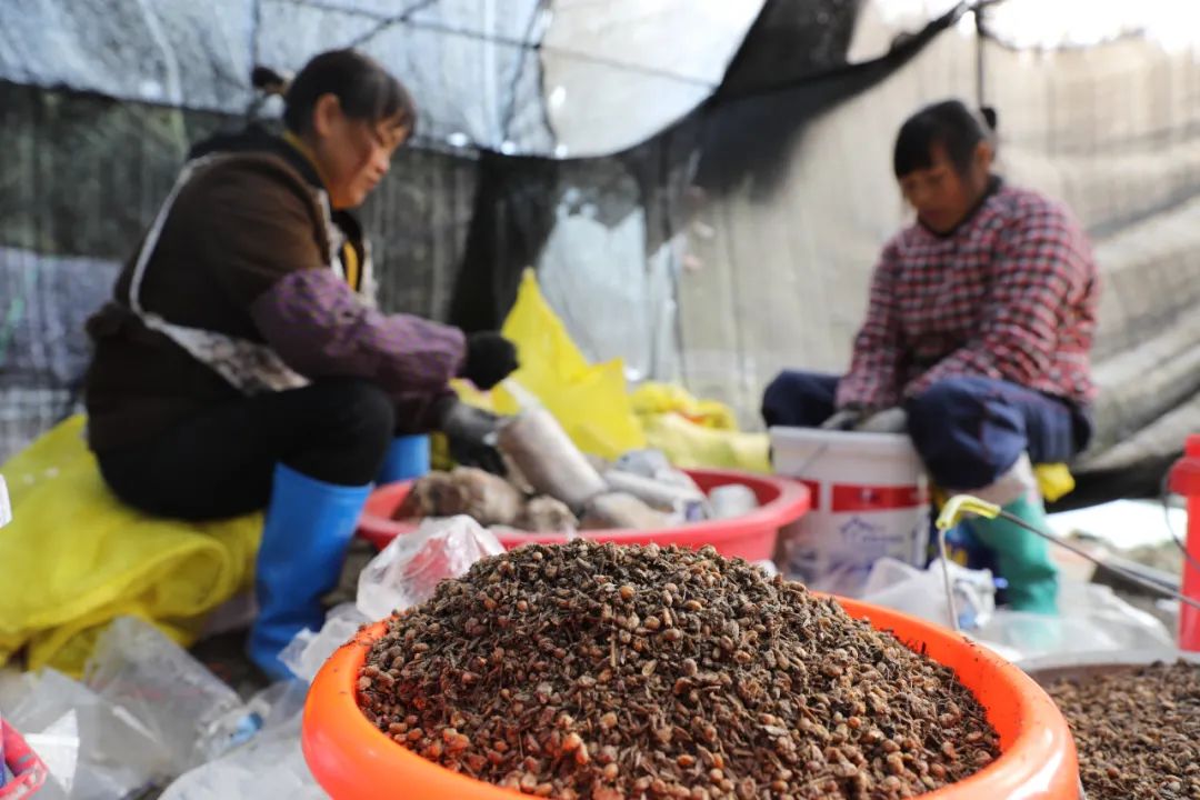 种植牛肚菌的前景怎么样_牛肚菌种植技术视频_致富经种植牛肚菌