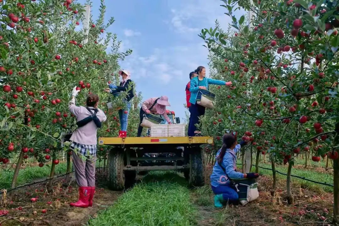 种植果树致富_宁县种植致富果_致富果树