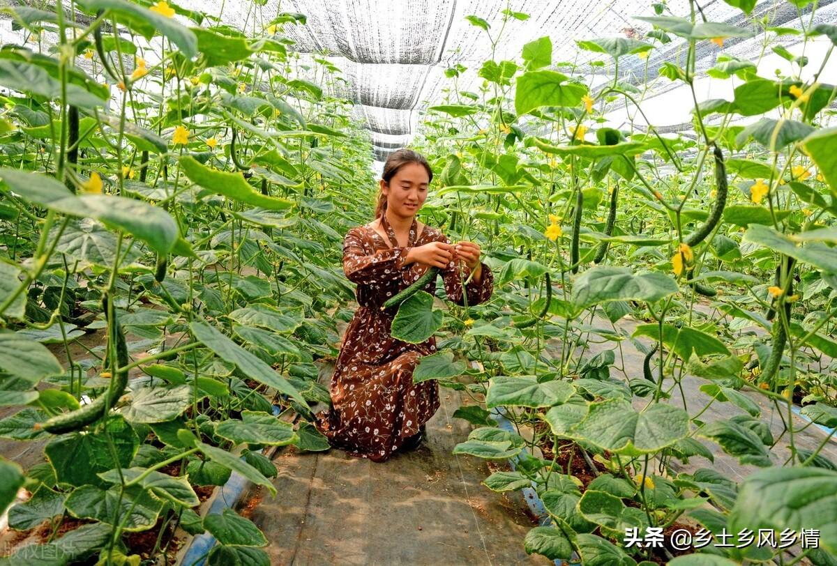 致富种植良田项目介绍_良田种植致富项目_种植致富农村项目大全