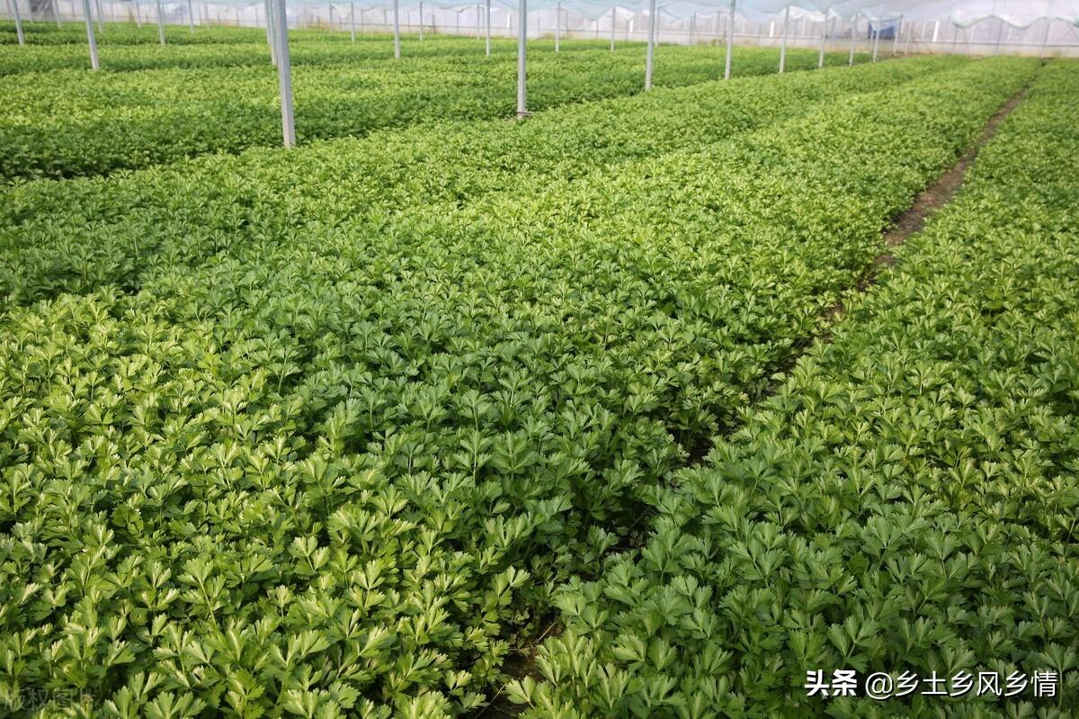 良田种植致富项目_致富种植良田项目介绍_种植致富农村项目大全