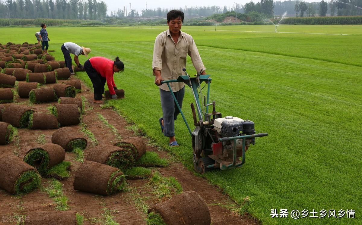 良田种植致富项目_种植致富农村项目大全_致富种植良田项目介绍