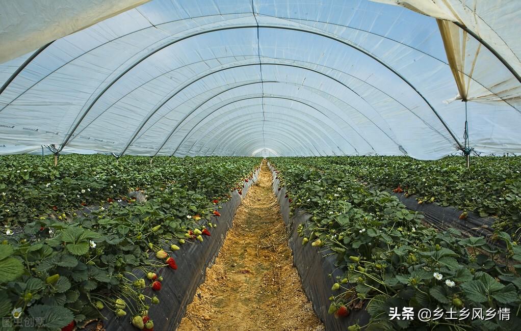 种植致富农村项目大全_良田种植致富项目_致富种植良田项目介绍