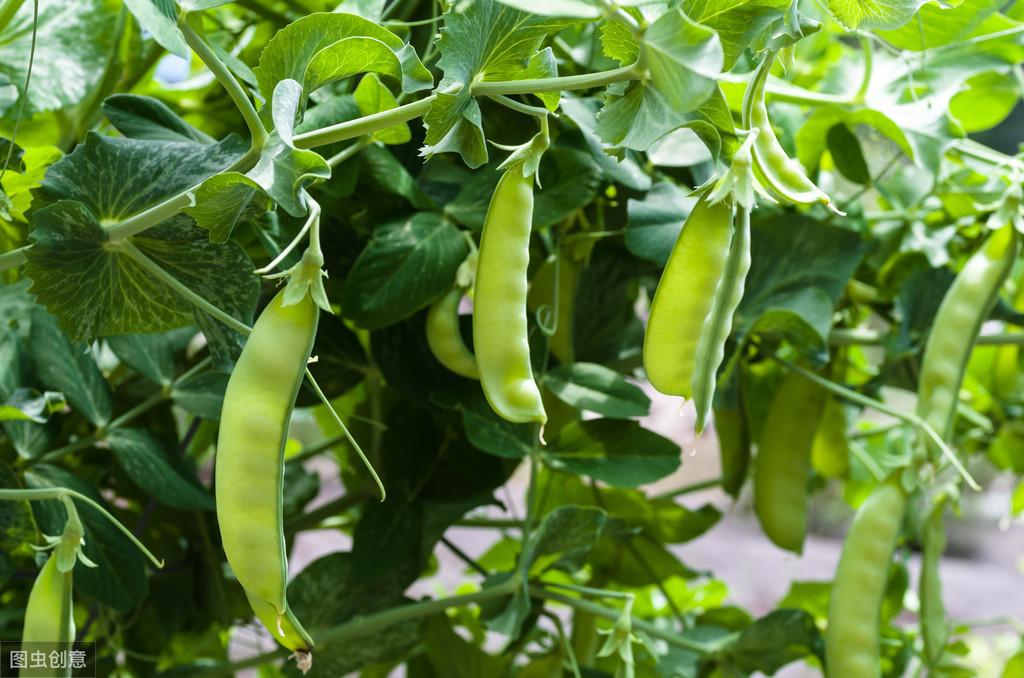 青豌豆苗怎么种_豌豆种植方案_青豌豆怎样种植技术