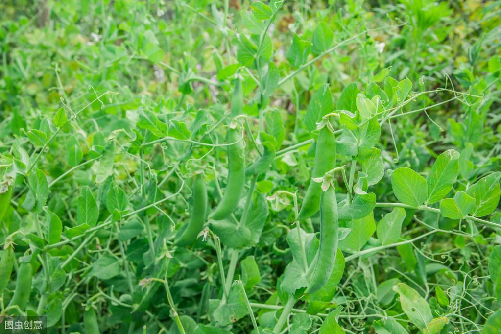 青豌豆怎样种植技术_豌豆种植方案_青豌豆苗怎么种