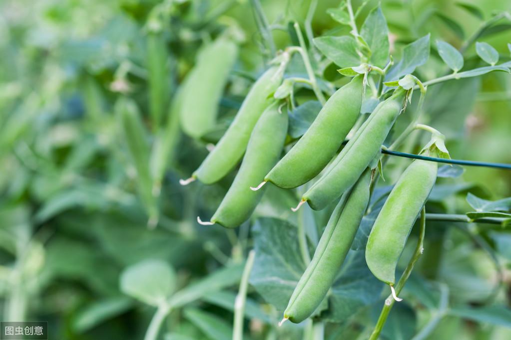 豌豆种植方案_青豌豆苗怎么种_青豌豆怎样种植技术