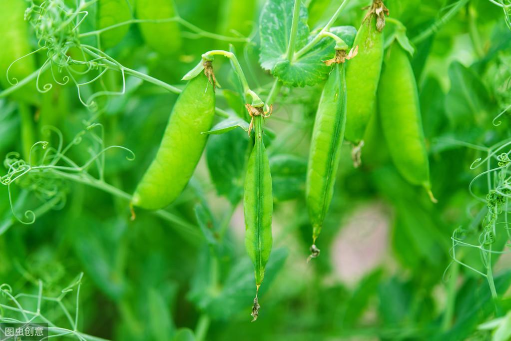 豌豆种植方案_青豌豆怎样种植技术_青豌豆苗怎么种