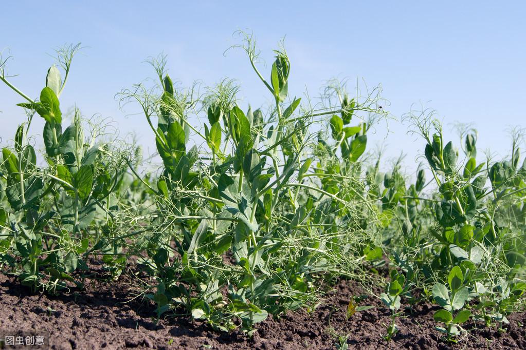 青豌豆怎样种植技术_豌豆种植方案_青豌豆苗怎么种