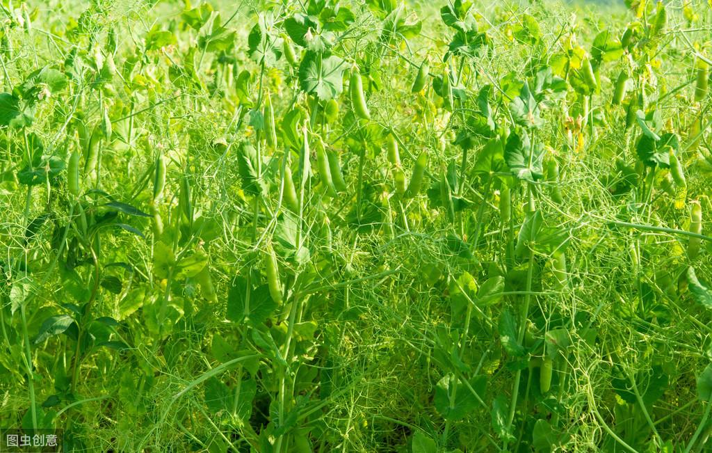 青豌豆怎样种植技术_豌豆种植方案_青豌豆苗怎么种