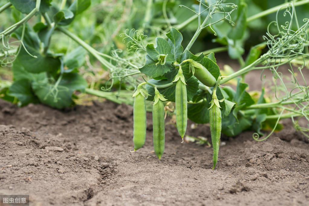 青豌豆苗怎么种_豌豆种植方案_青豌豆怎样种植技术