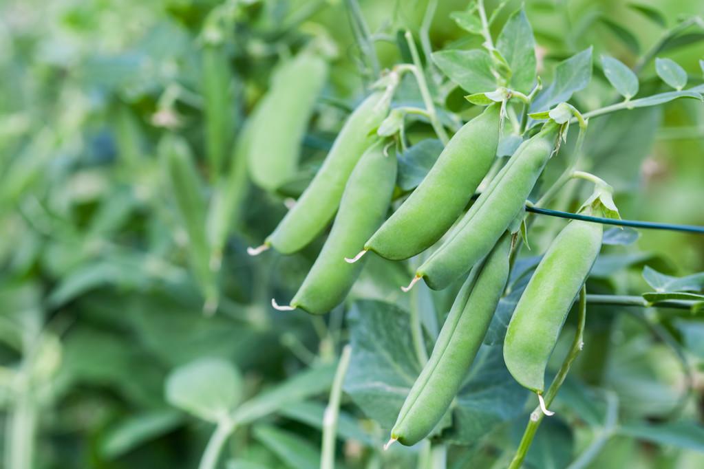 青豌豆怎样种植技术_青豌豆苗怎么种_青豌豆怎么种