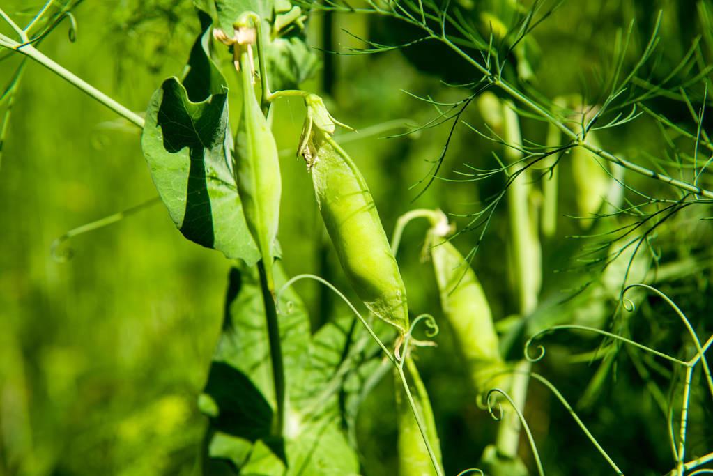 青豌豆怎么种_青豌豆怎样种植技术_青豌豆苗怎么种