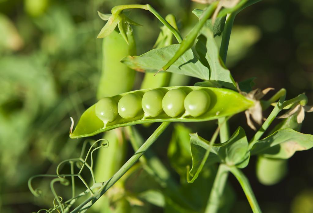 青豌豆怎样种植技术_青豌豆怎么种_青豌豆苗怎么种