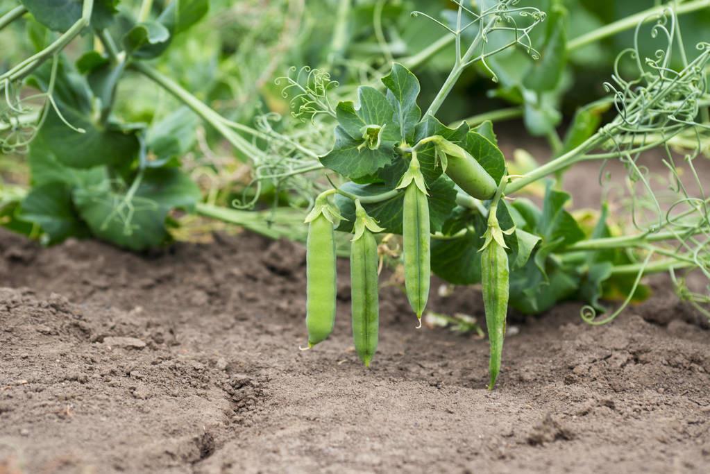 青豌豆怎么种_青豌豆苗怎么种_青豌豆怎样种植技术