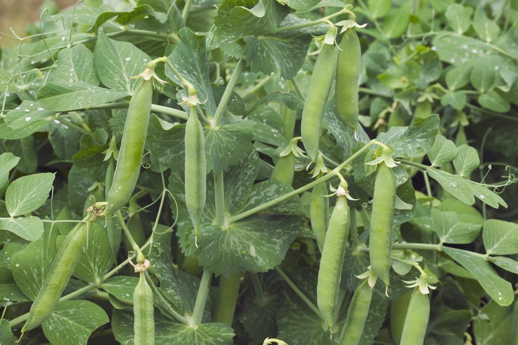 青豌豆怎么种_青豌豆怎样种植技术_青豌豆苗怎么种