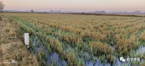 湖北龙虾养殖技术合作_湖北龙虾养殖场_龙虾养殖湖北合作技术有哪些