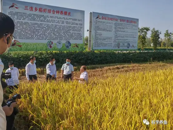 湖北龙虾养殖场_龙虾养殖湖北合作技术有哪些_湖北龙虾养殖技术合作