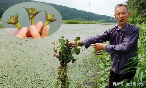 菱角种植技术与方法，菱角种植技术与方法视频