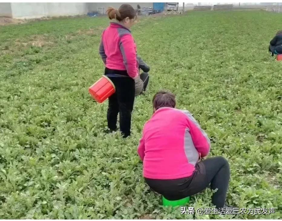 农民致富种植项目_农民种植致富工具_致富种植农民工具视频