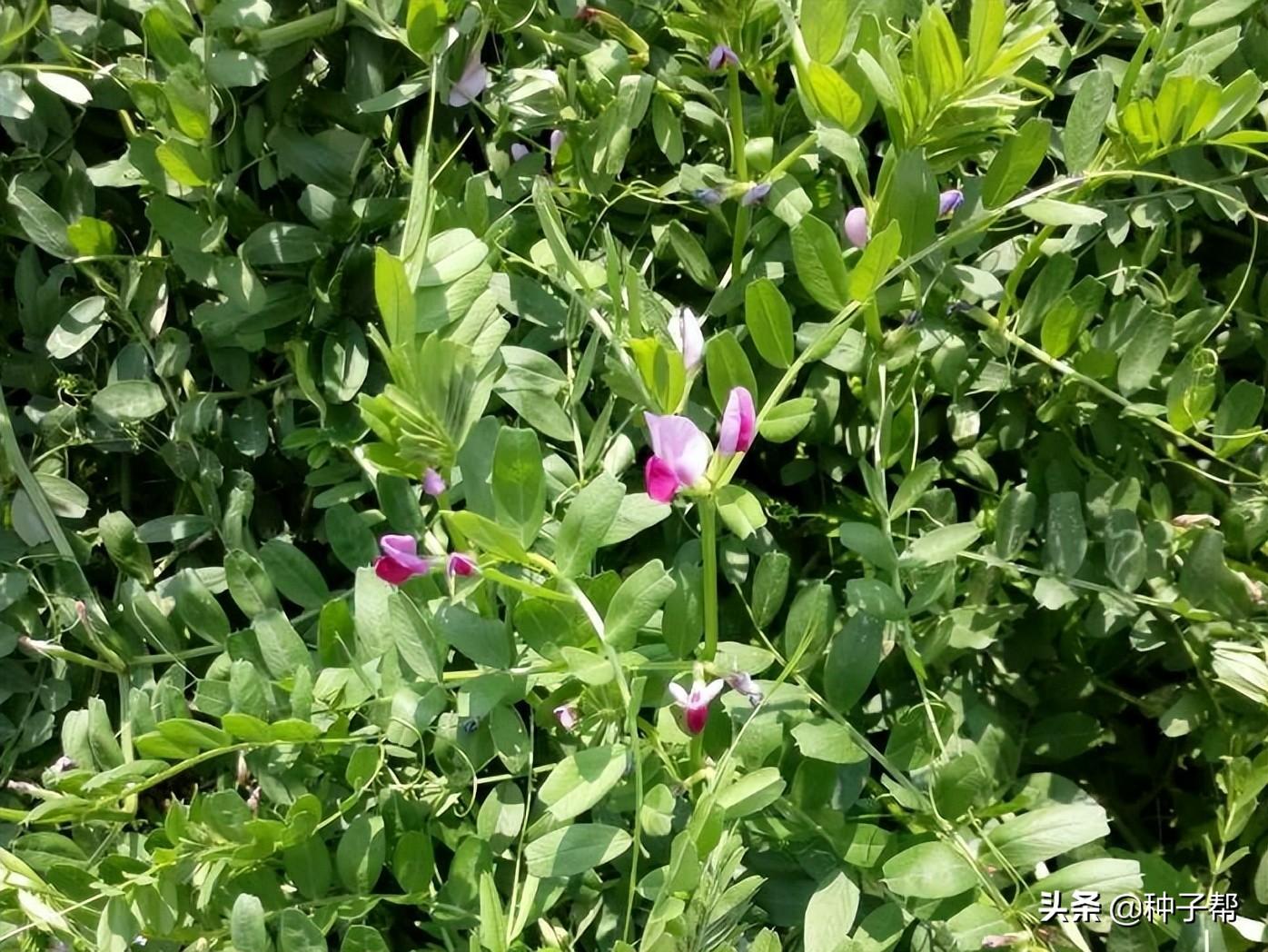 青豌豆苗怎么种_青豌豆种植技术的实际操作_青豌豆怎样种植技术