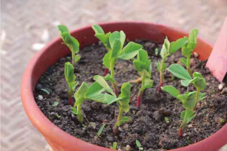 青豌豆怎么种_豌豆种植技术视频_青豌豆怎样种植技术