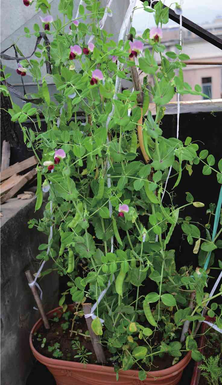 豌豆种植技术视频_青豌豆怎么种_青豌豆怎样种植技术