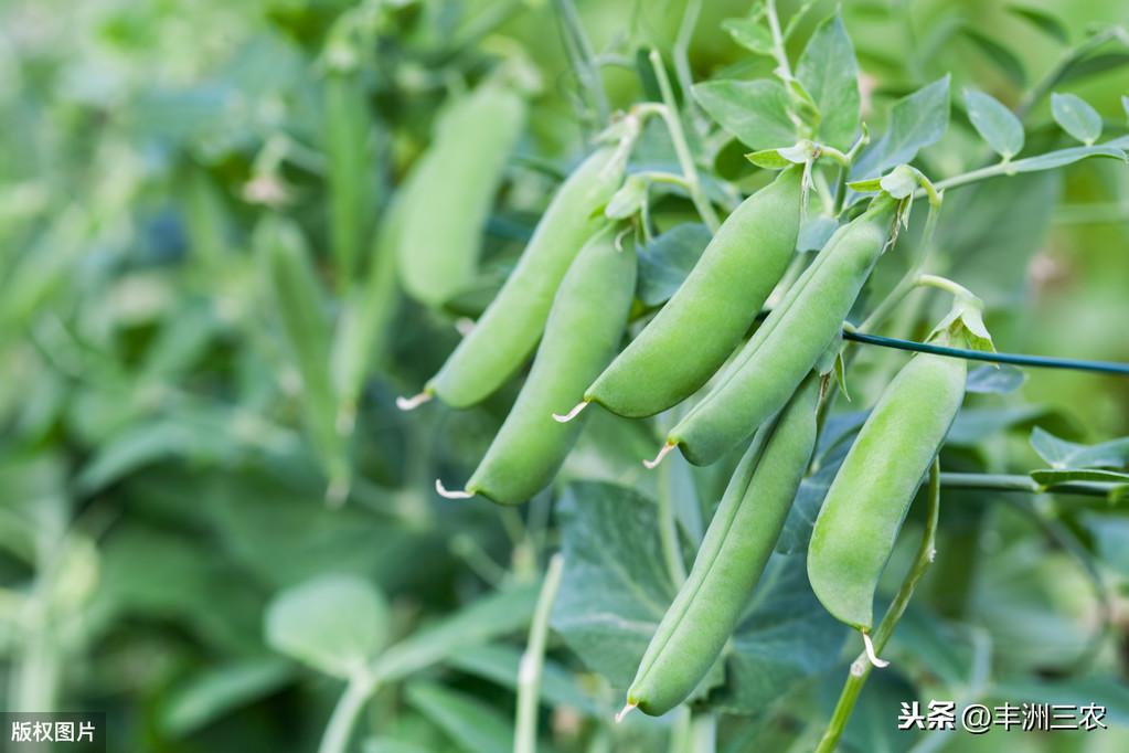 青豌豆种植技术的实际操作_豌豆种植技术视频_青豌豆怎样种植技术