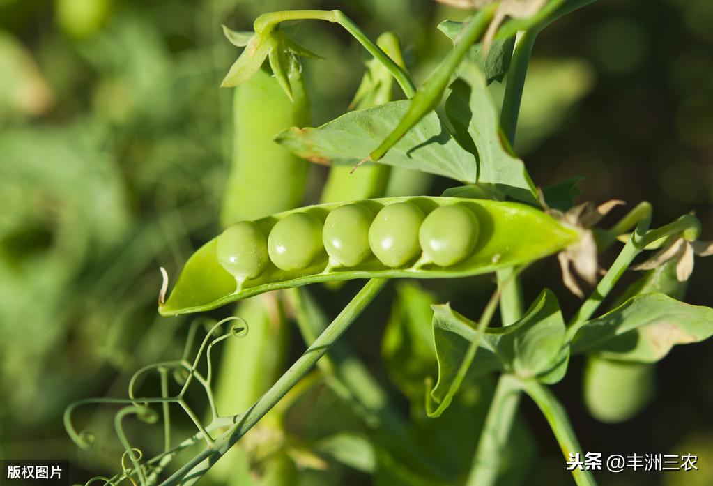 青豌豆怎样种植技术_青豌豆种植技术的实际操作_豌豆种植技术视频