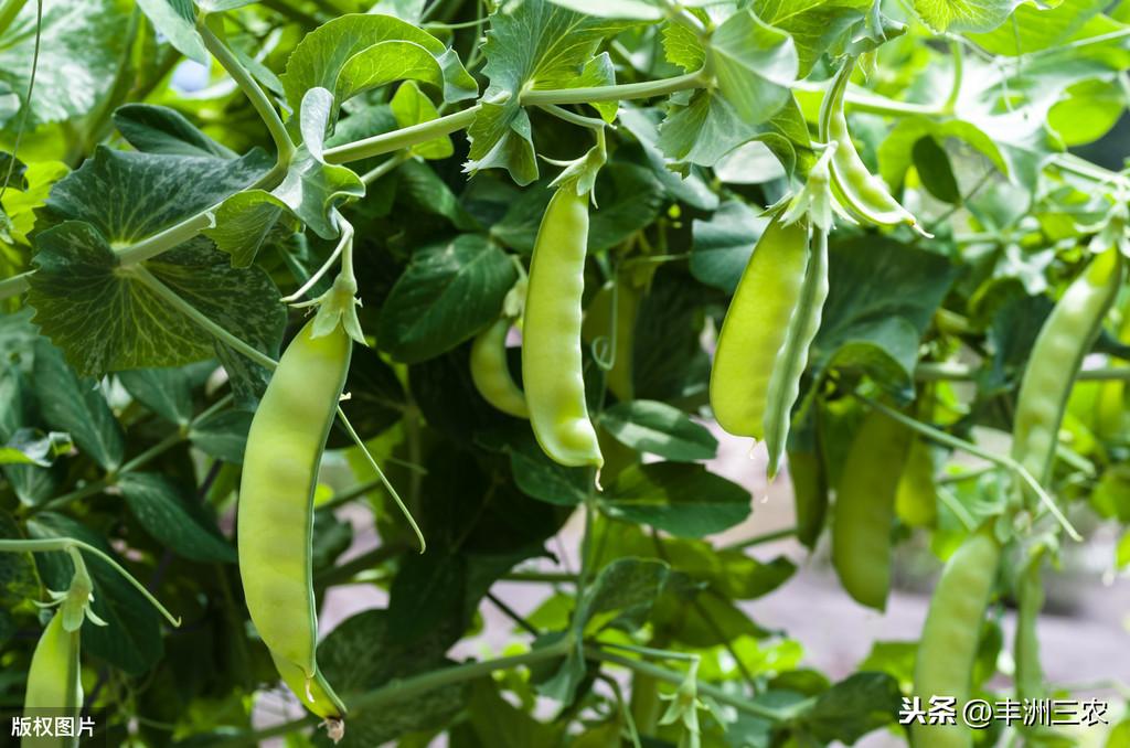 青豌豆种植技术的实际操作_青豌豆怎样种植技术_豌豆种植技术视频