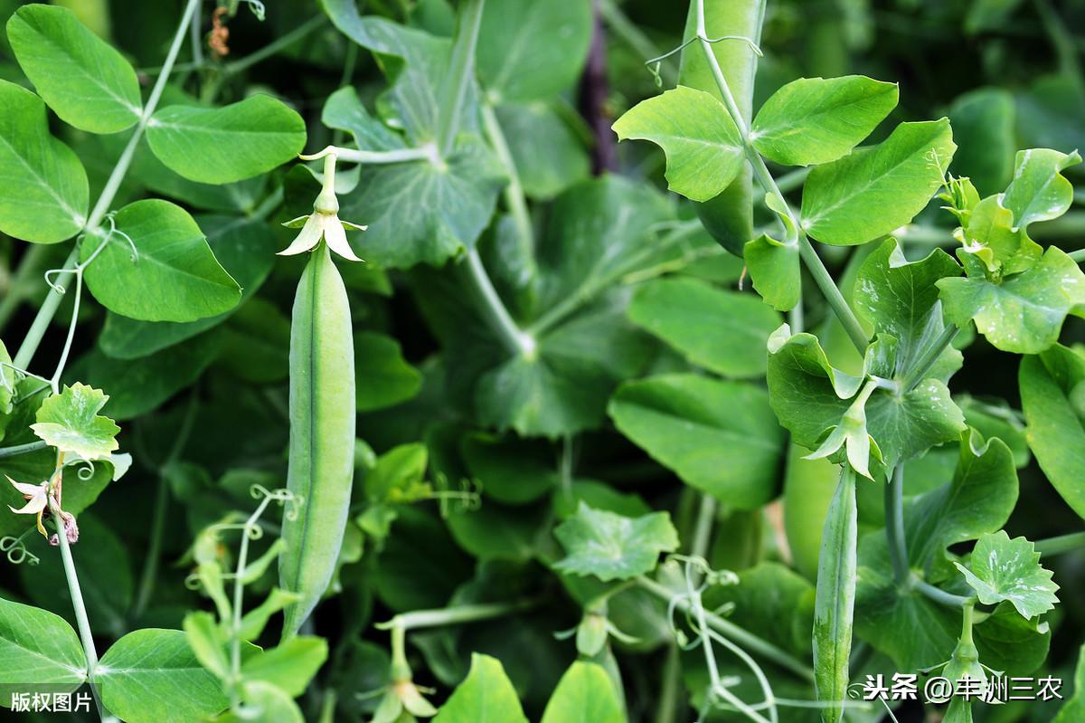 青豌豆种植技术的实际操作_豌豆种植技术视频_青豌豆怎样种植技术